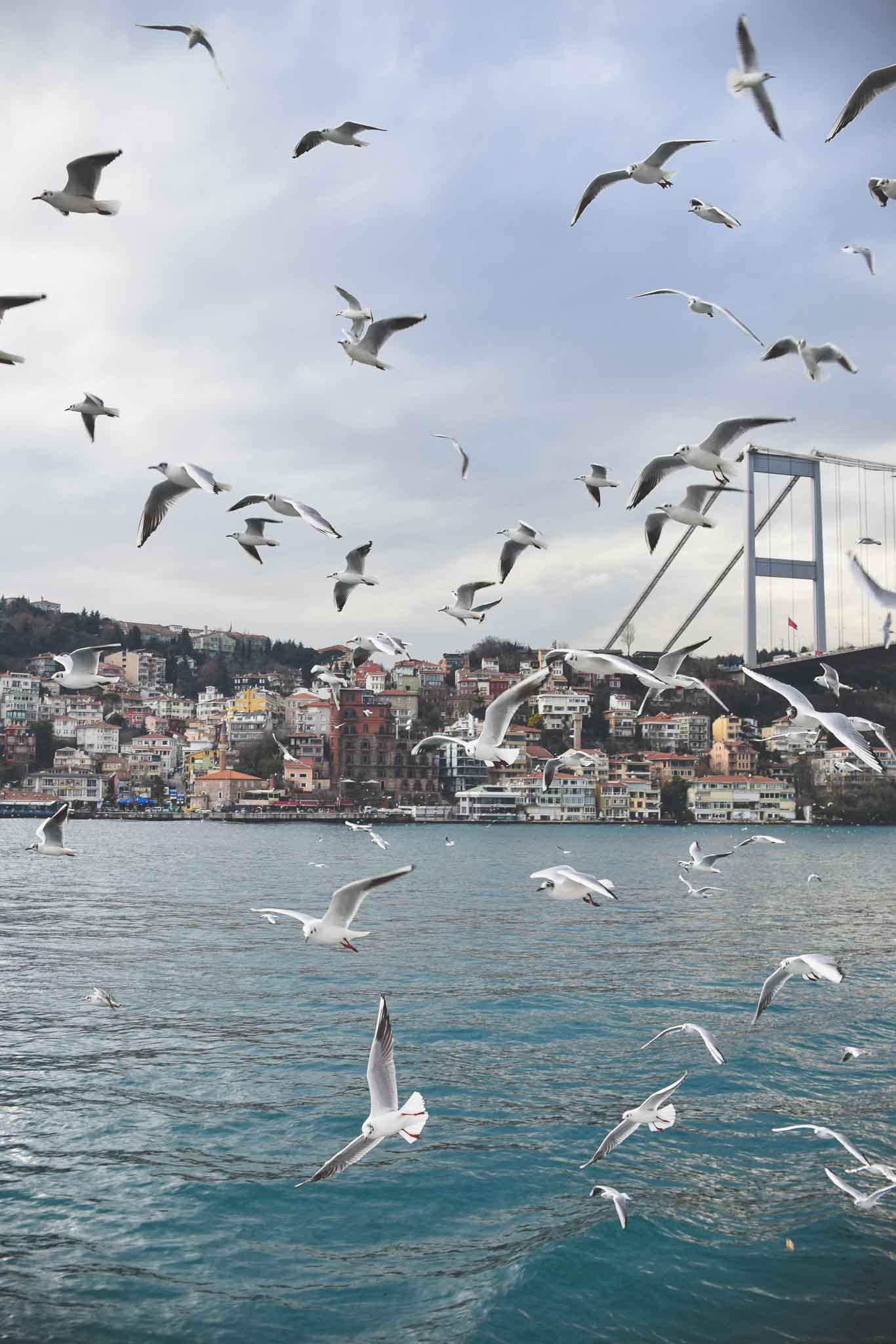 Many seagulls fly over the water of the Bosphorus strait in Istanbul, Turkey with color houses on the hill in the background. Destination photography by Paige Gribb