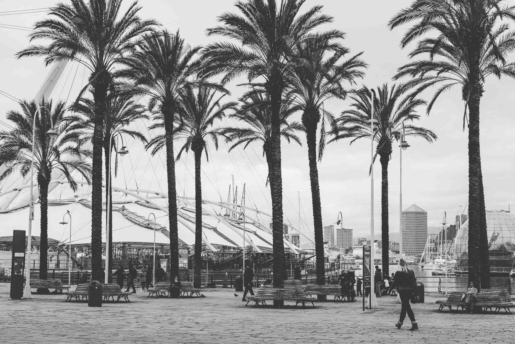 Black and white moody photography of palm trees on a cloudy day at the port of Genova, Italy